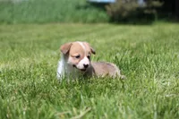 Royce, a male Pembroke Welsh Corgi for sale in Fort Madison, IA – 7 of 8