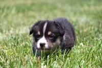 Tucker, a male Pembroke Welsh Corgi for sale in Fort Madison, IA – 4 of 10