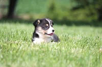 Diego, a male Pembroke Welsh Corgi for sale in Fort Madison, IA – 5 of 10