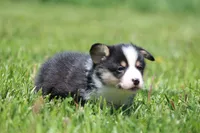 Theo, a male Pembroke Welsh Corgi for sale in Fort Madison, IA – 5 of 5