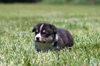 Tucker, a male Pembroke Welsh Corgi for sale in Fort Madison, IA – 6 of 10