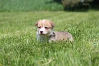 Royce, a male Pembroke Welsh Corgi for sale in Fort Madison, IA – 2 of 8