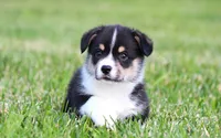 Tucker, a male Pembroke Welsh Corgi for sale in Fort Madison, IA – 2 of 10