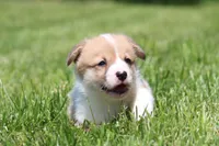 Royce, a male Pembroke Welsh Corgi for sale in Fort Madison, IA – 1 of 8