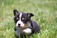 Diego, a male Pembroke Welsh Corgi for sale in Fort Madison, IA – 10 of 10