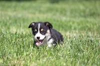 Diego, a male Pembroke Welsh Corgi for sale in Fort Madison, IA – 6 of 10