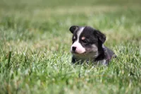 Diego, a male Pembroke Welsh Corgi for sale in Fort Madison, IA – 5 of 10