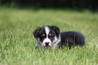 Thor, a male Pembroke Welsh Corgi for sale in Fort Madison, IA – 3 of 6
