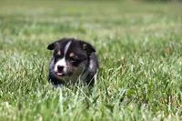 Tucker, a male Pembroke Welsh Corgi for sale in Fort Madison, IA – 8 of 10