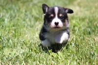 Diego, a male Pembroke Welsh Corgi for sale in Fort Madison, IA – 7 of 10