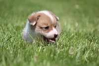 Frosty, a male Pembroke Welsh Corgi for sale in Fort Madison, IA – 2 of 6