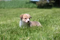 Royce, a male Pembroke Welsh Corgi for sale in Fort Madison, IA – 8 of 8