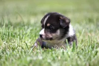Tucker, a male Pembroke Welsh Corgi for sale in Fort Madison, IA – 3 of 10