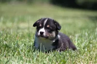 Tucker, a male Pembroke Welsh Corgi for sale in Fort Madison, IA – 2 of 10