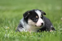 Theo, a male Pembroke Welsh Corgi for sale in Fort Madison, IA – 3 of 5
