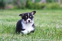 Tucker, a male Pembroke Welsh Corgi for sale in Fort Madison, IA – 7 of 10