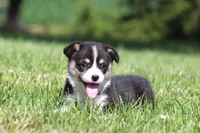 Diego, a male Pembroke Welsh Corgi for sale in Fort Madison, IA – 3 of 10