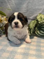 Teddy, a male Bichon Frise and Shih Tzu for sale in West Point, IA – 5 of 9