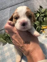 Milo, a male Cavalier King Charles Spaniel for sale in West Point, IA – 1 of 8
