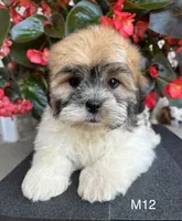 Noble, a male Maltipoo for sale in West Point, IA – 4 of 10