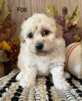 Mary, a female Maltipoo for sale in West Point, IA – 3 of 10