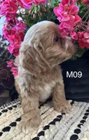 Bentley , a male Cockapoo for sale in West Point, IA – 3 of 10