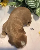 Bella, a female Cavalier King Charles Spaniel for sale in West Point, IA – 3 of 6