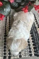 Nicki, a female Cavachon for sale in West Point, IA – 9 of 10