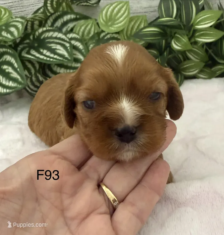 Lilly – Cavalier King Charles Spaniel puppy for sale in West Point, IA