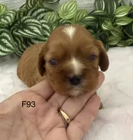 Lilly, a female Cavalier King Charles Spaniel for sale in West Point, IA – 1 of 7