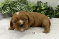 Lilly, a female Cavalier King Charles Spaniel for sale in West Point, IA – 3 of 7