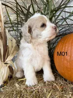 Finn, a male Cockapoo for sale in West Point, IA – 6 of 10