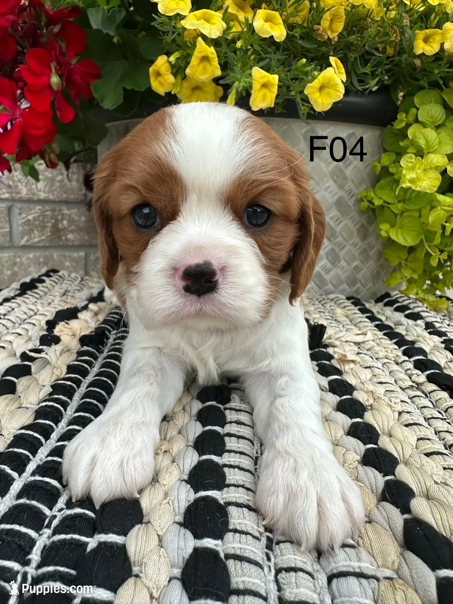 Luna, a female Cavalier King Charles Spaniel for sale in West Point, IA – 6 of 9