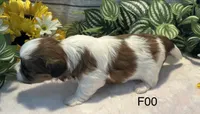 Mary, a female Bichon Frise and Shih Tzu for sale in West Point, IA – 6 of 8