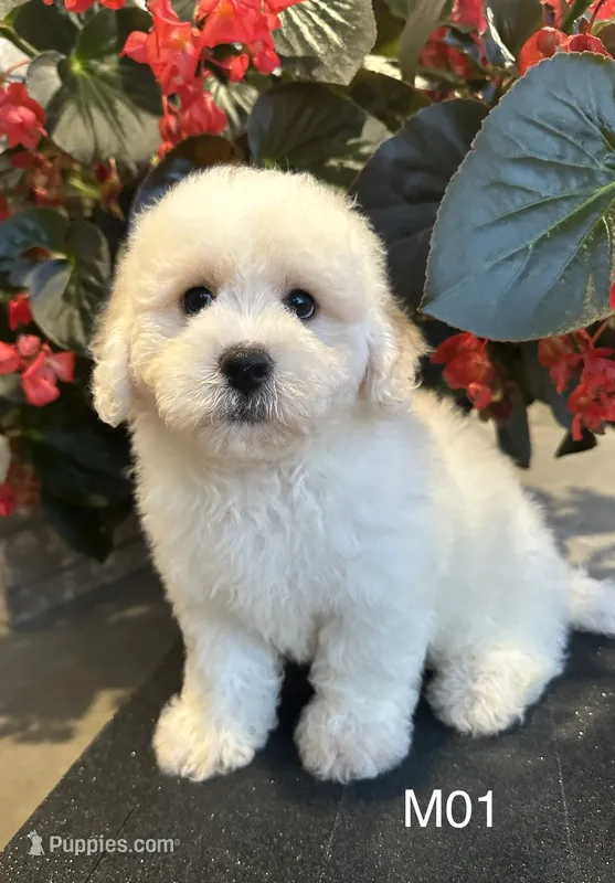 Frank – Maltipoo puppy for sale in West Point, IA