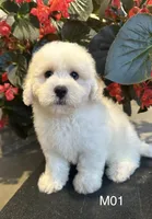 Frank, a male Maltipoo for sale in West Point, IA – 1 of 10
