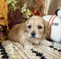 Maple, a female Cockapoo for sale in West Point, IA – 5 of 9