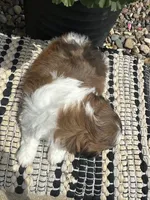 Teddy, a male Bichon Frise and Shih Tzu for sale in West Point, IA – 9 of 9
