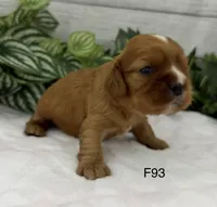 Lilly, a female Cavalier King Charles Spaniel for sale in West Point, IA – 2 of 7