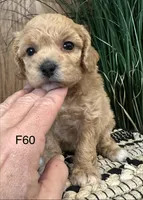 Luna, a female Maltipoo for sale in West Point, IA – Photo 10 of 10