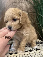 Luna, a female Maltipoo for sale in West Point, IA – Photo 9 of 10