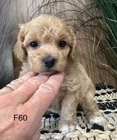 Luna, a female Maltipoo for sale in West Point, IA – Photo 6 of 10