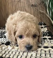 Luna, a female Maltipoo for sale in West Point, IA – Photo 8 of 10
