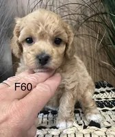 Luna, a female Maltipoo for sale in West Point, IA – Photo 2 of 10