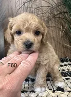 Luna, a female Maltipoo for sale in West Point, IA – Photo 7 of 10