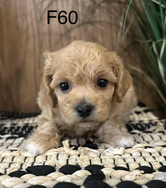 Luna – Maltipoo puppy for sale in West Point, IA