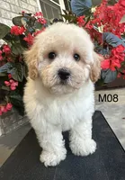 Nick, a male Maltipoo for sale in West Point, IA – 2 of 10