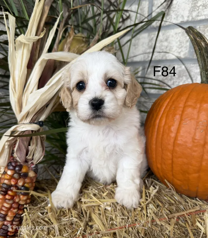 Autumn  – Cockapoo puppy for sale in West Point, IA
