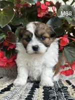 Teddy, a male Bichon Frise and Shih Tzu for sale in West Point, IA – 5 of 9