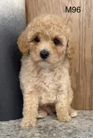 Fran, a male Maltipoo for sale in West Point, IA – 3 of 10